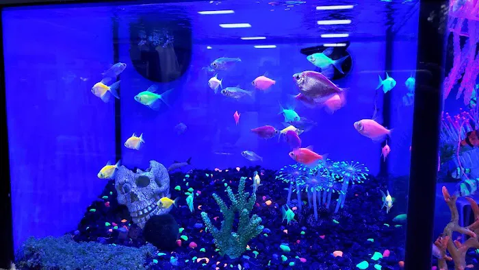 Pet Supermarket Picture 4