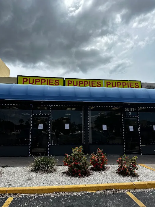 Coastal Puppies Picture 2