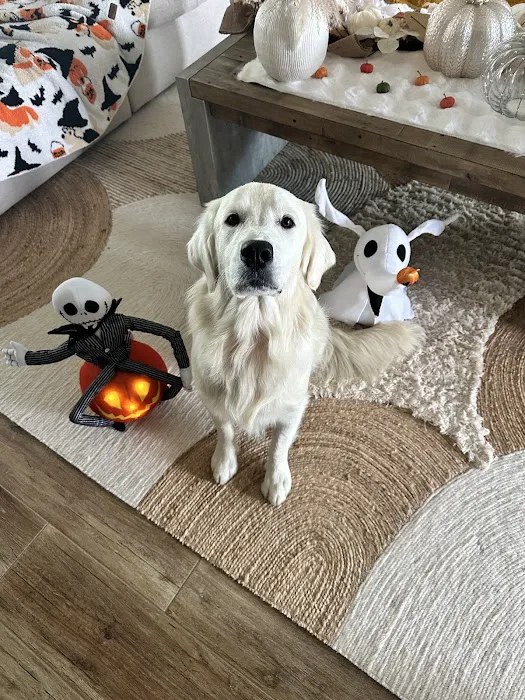 Coastal Puppies Picture 5