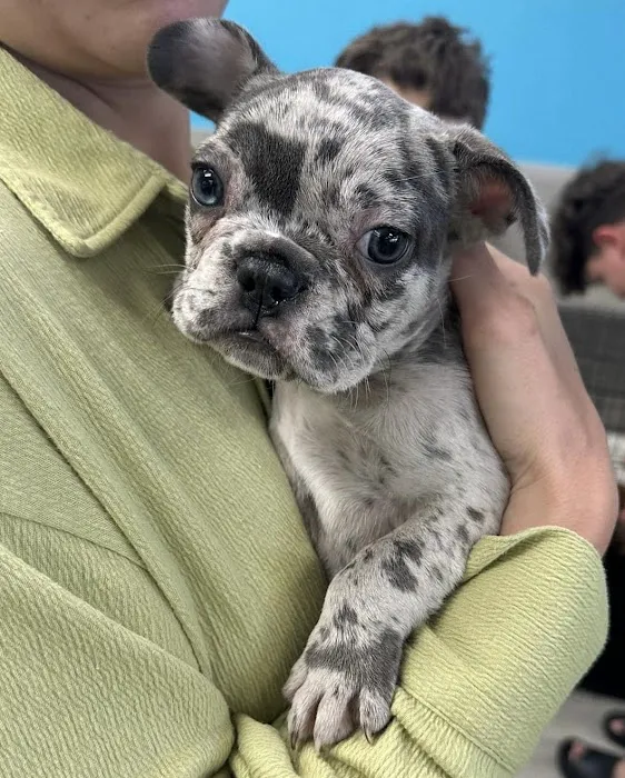 Coastal Puppies Picture 6