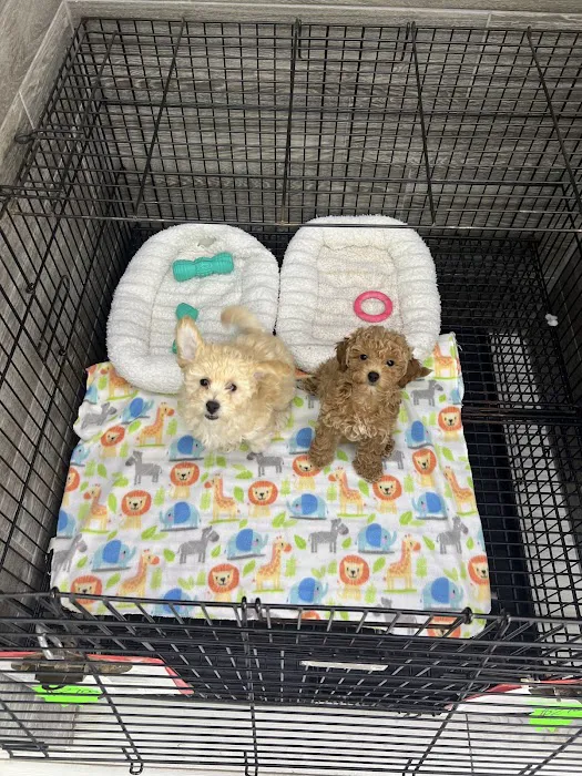 Coastal Puppies Picture 7