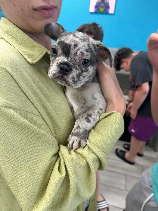 Coastal Puppies Picture 8