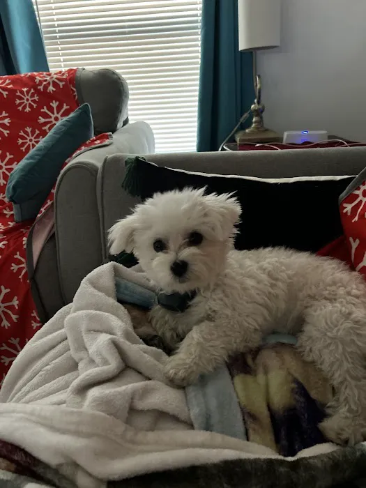 Coastal Puppies Picture 9