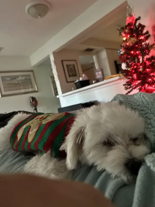 Coastal Puppies Picture 10