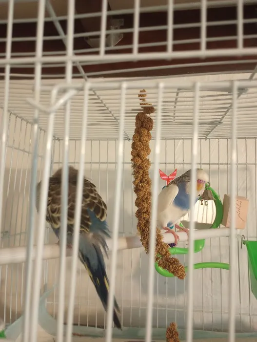 Petland Bradenton Picture 3
