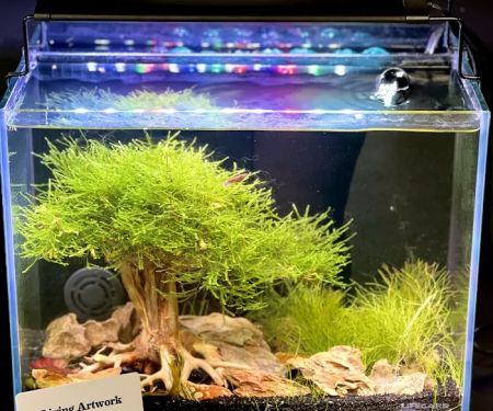 Fantastic Fish & Aquariums