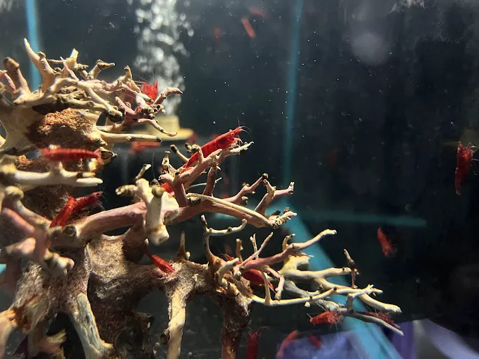 Fantastic Fish & Aquariums Picture 4