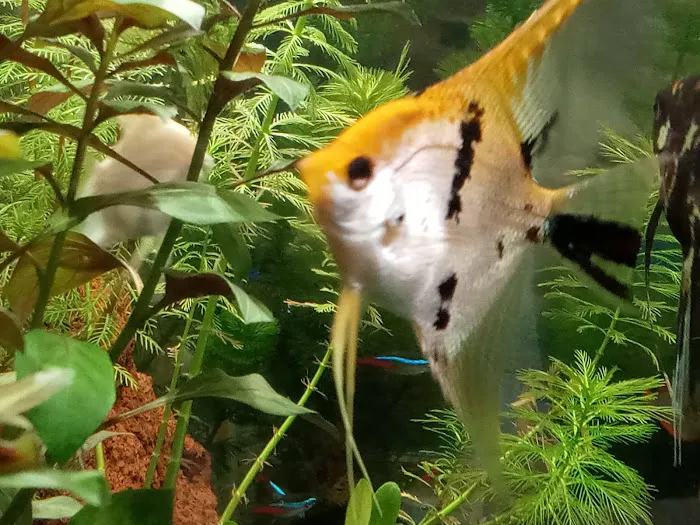 Fantastic Fish & Aquariums Picture 6