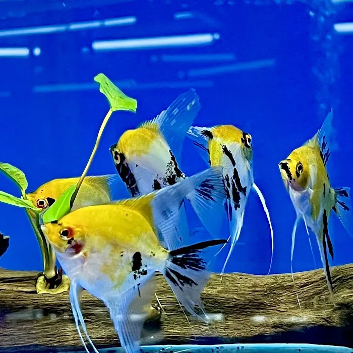 Fantastic Fish & Aquariums Picture 7