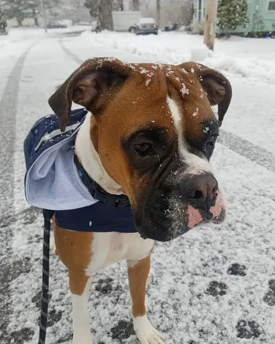 Norwood Animal Hospital, A Thrive Pet Healthcare Partner Picture 5