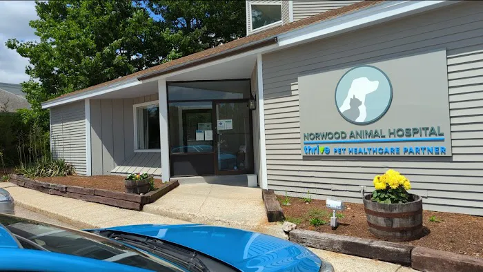 Norwood Animal Hospital, A Thrive Pet Healthcare Partner Picture 6