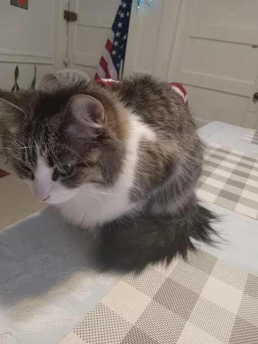 Norwood Animal Hospital, A Thrive Pet Healthcare Partner Picture 8