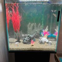 Atlantis Coral and Fish ico