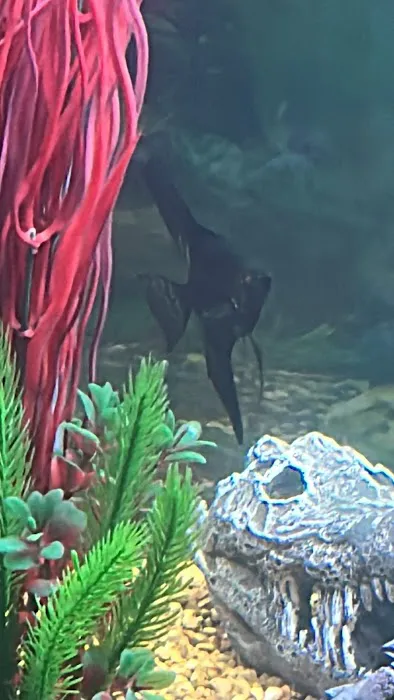 Atlantis Coral and Fish Picture 4