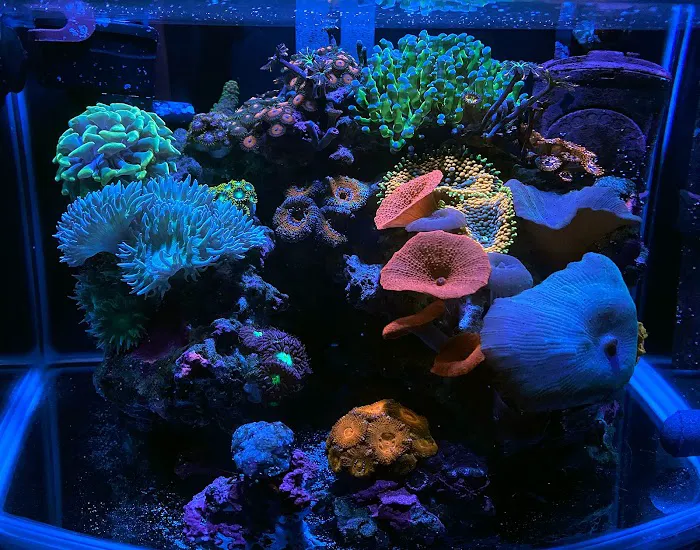 Atlantis Coral and Fish Picture 6