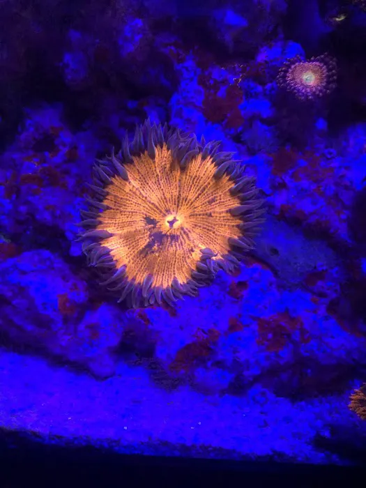 Atlantis Coral and Fish Picture 7