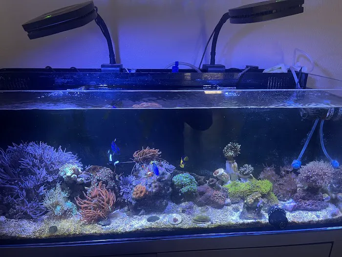 Atlantis Coral and Fish Picture 10