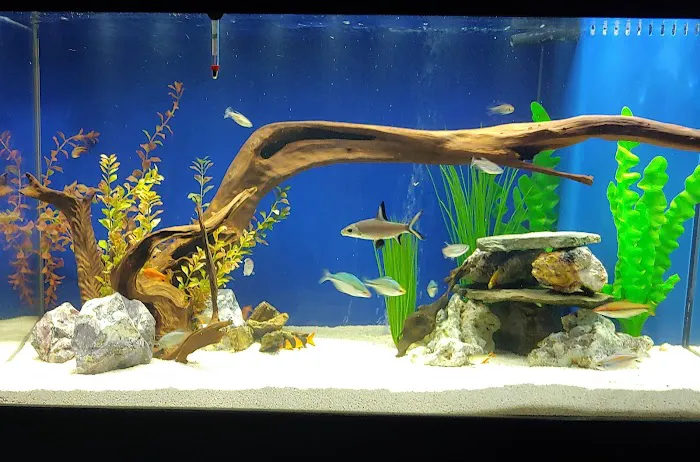 The Fish Guy Aquarium Services, LLC Picture 2