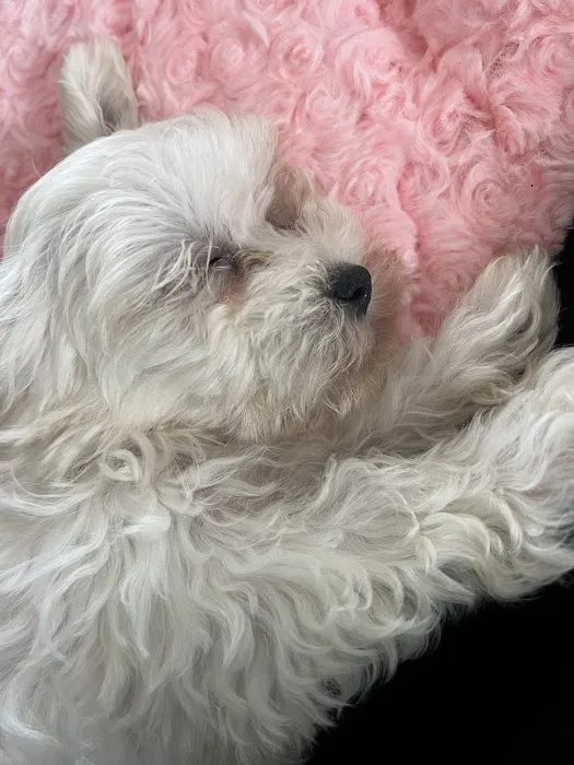 Petland Sarasota Picture 4