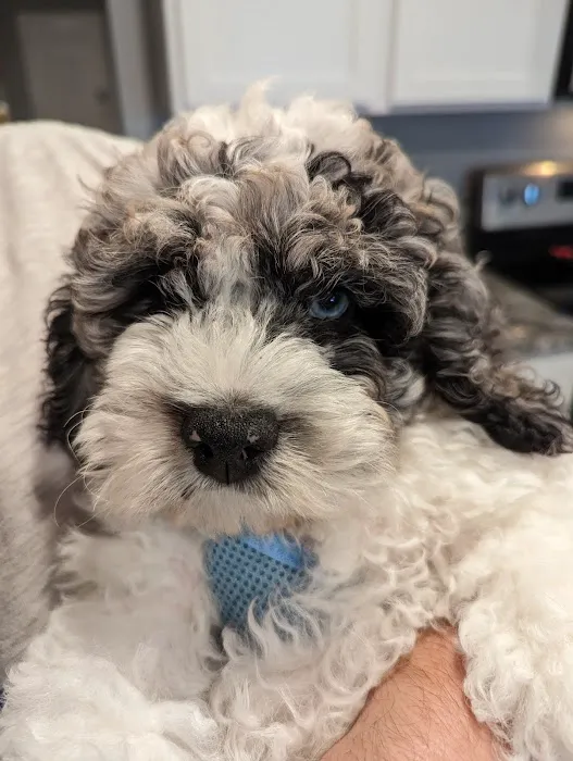 Petland Sarasota Picture 9