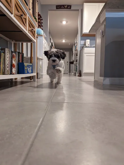 Petland Sarasota Picture 8