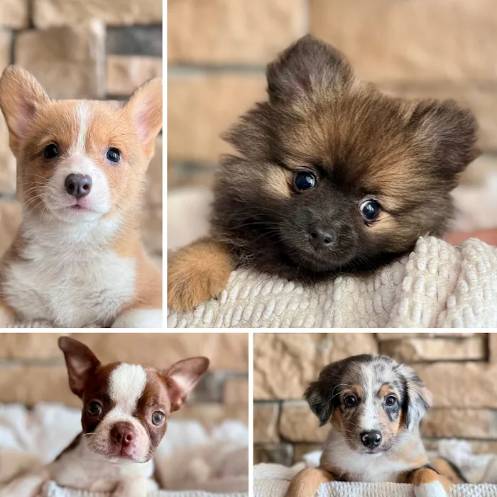 Petland Sarasota Picture 10
