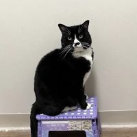 Ashfield Cheyne Veterinary Services ico