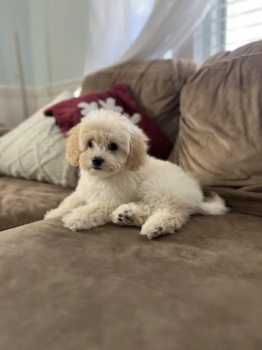 Ashfield Cheyne Veterinary Services Picture 3