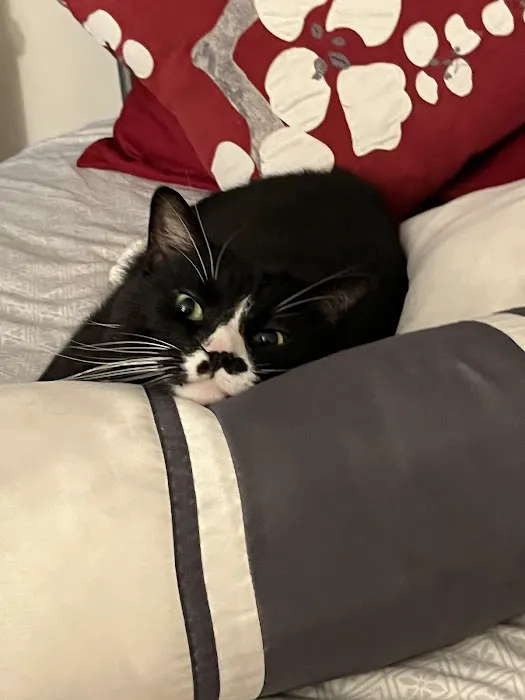 Ashfield Cheyne Veterinary Services Picture 2