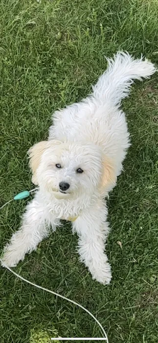 Ashfield Cheyne Veterinary Services Picture 6