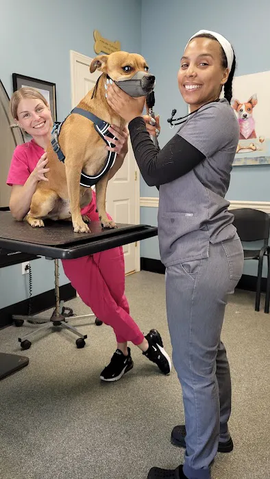 Ashfield Cheyne Veterinary Services Picture 4