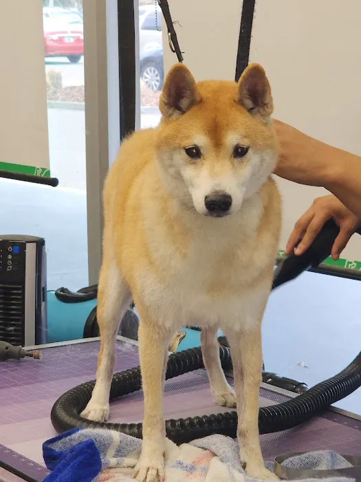 Pet Supplies Plus St. Petersburg Picture 3