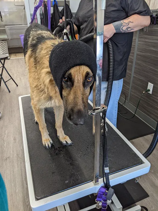 Pet Supplies Plus St. Petersburg Picture 6