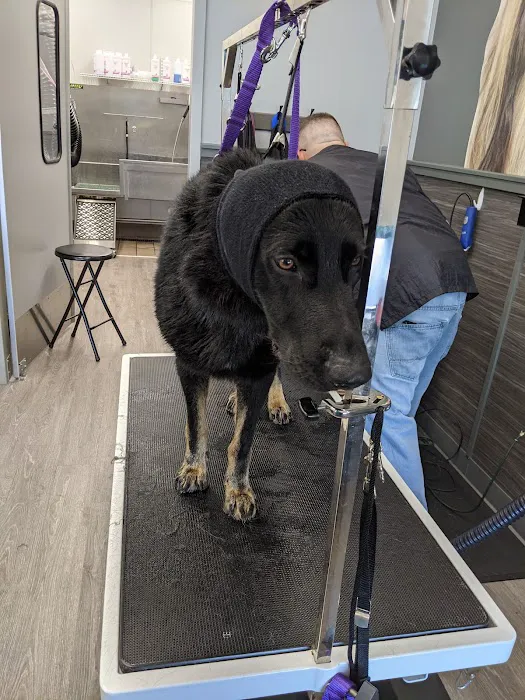 Pet Supplies Plus St. Petersburg Picture 9