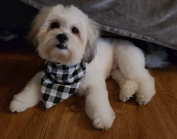 Pet Supplies Plus St. Petersburg Picture 10