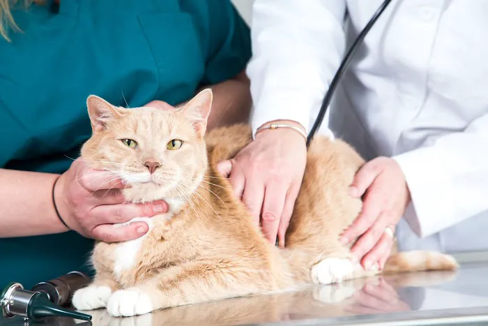 Veterinary Services of Westwood Picture 5