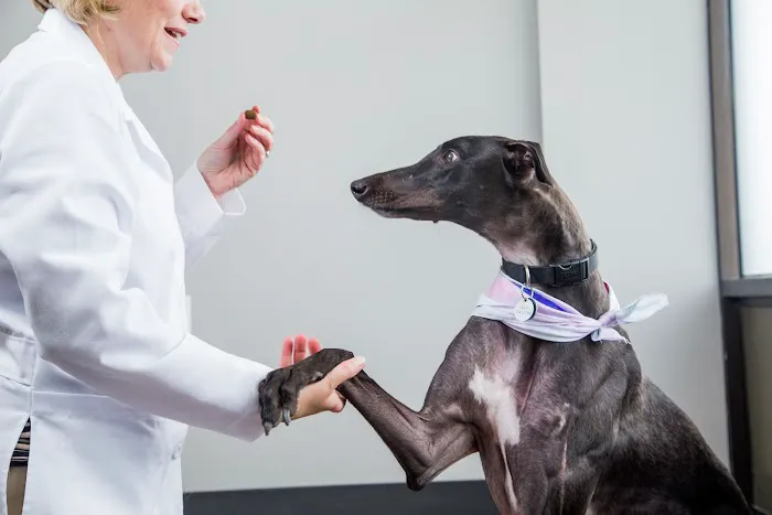 Veterinary Services of Westwood Picture 4