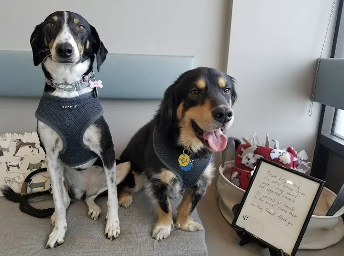 Veterinary Services of Westwood Picture 10