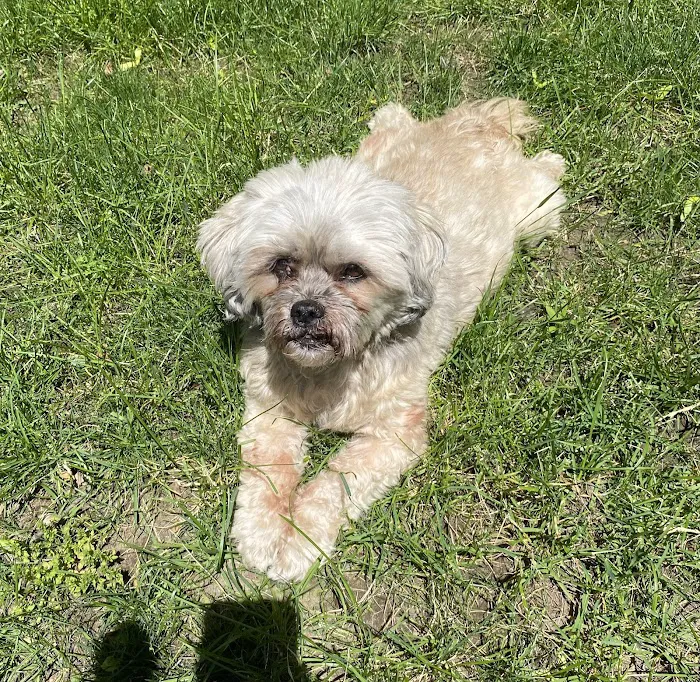 Veterinary Urgent Care Center - Dedham Picture 2