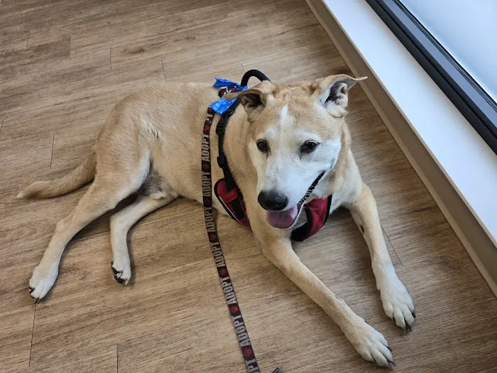 Veterinary Urgent Care Center - Dedham Picture 5