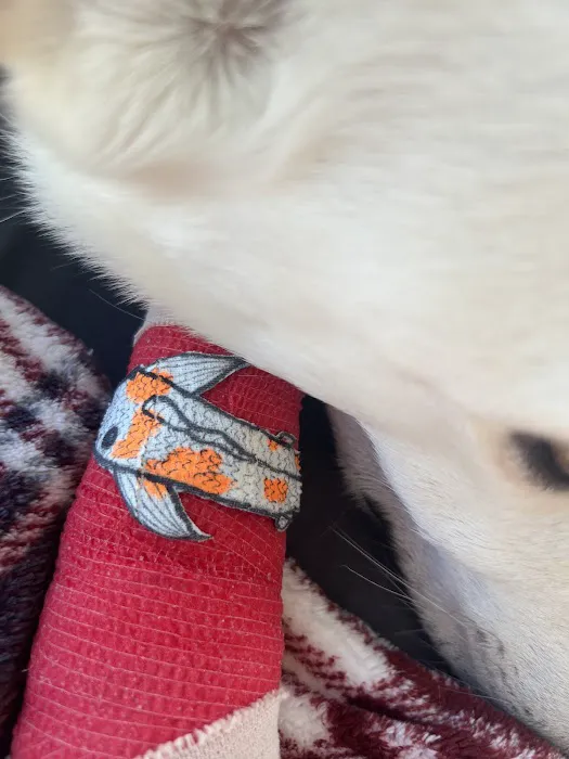 Veterinary Urgent Care Center - Dedham Picture 9