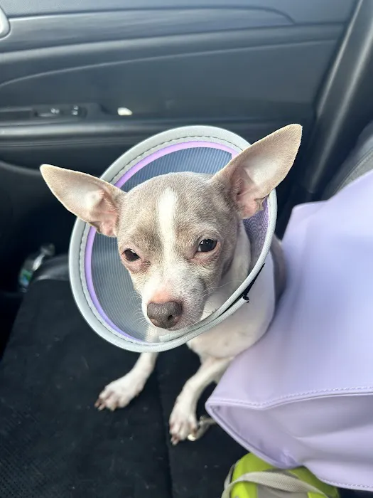 Veterinary Urgent Care Center - Dedham Picture 10