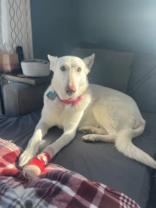 Veterinary Urgent Care Center - Dedham Picture 8