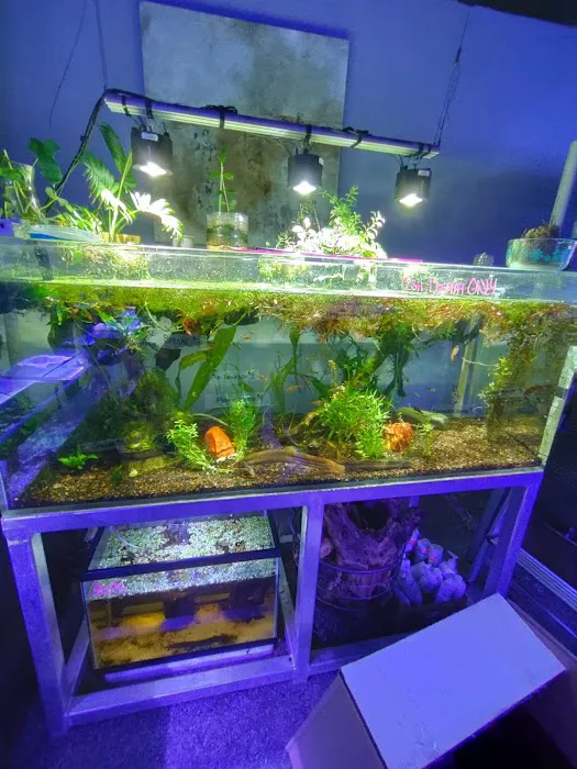 Sea Life Fish & Aquariums Picture 1