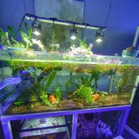 Sea Life Fish & Aquariums ico