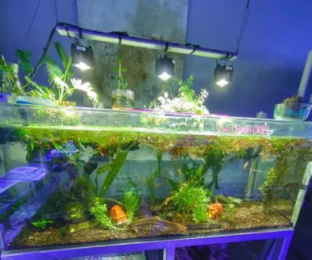 Sea Life Fish & Aquariums