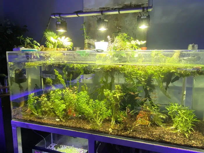 Sea Life Fish & Aquariums Picture 5