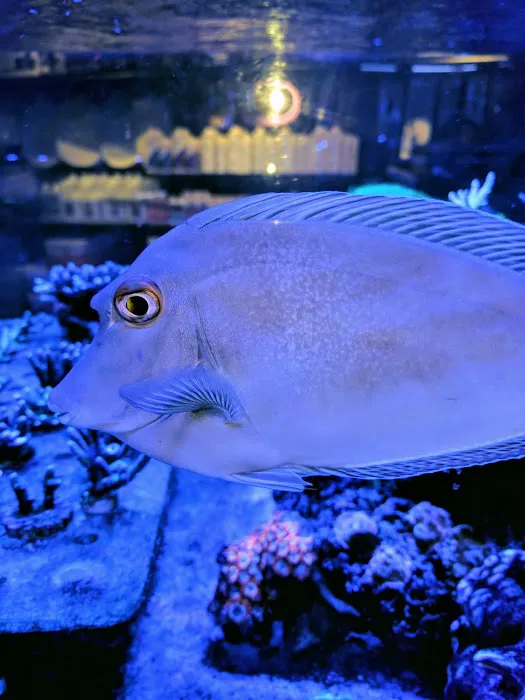 Sea Life Fish & Aquariums Picture 4