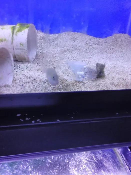 Sea Life Fish & Aquariums Picture 10