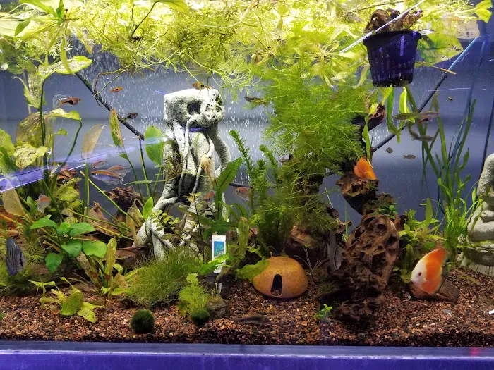 Sea Life Fish & Aquariums Picture 8